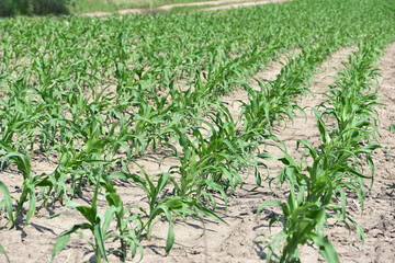 A small plant in soil, corn leaves, green sprout. Ecology, environmental protection. Greenhouse work. corn seedlings in field, small plants. spring, start of work, agriculture, close-up