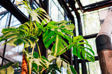Lush green monstera plant thriving in a bright urban greenhouse with glass walls