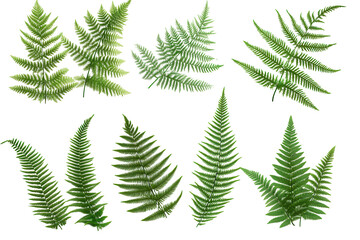 Fresh green fern leaves isolated on a white background showcasing their intricate patterns and vibrant color, perfect for botanical design and natural themes in art or decor