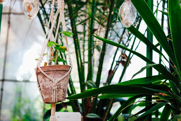 Hanging planter with greenery in a bright indoor garden setting near sunlight