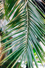Lush green palm leaves captured in bright sunlight within a tropical garden setting