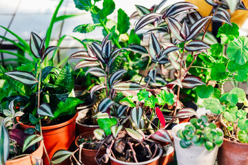 Various indoor plants growing in pots in a bright sunlit room during the afternoon