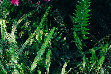 Green ferns and colorful flowers create a lush garden landscape in spring season sunlight
