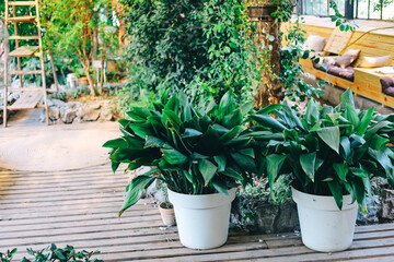 Indoor garden setting with large potted plants and natural wood elements in a cozy atmosphere
