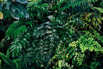 Lush green ferns and foliage thriving in a dense forest environment during daylight