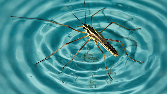 A water strider resting on the surface of rippling water with its long legs spread out evenly