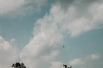 Multiple birds soaring across a cloudy sky above forest treetops under a serene daylight atmosphere