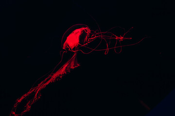 Bright red jellyfish gliding through the dark waters of an aquarium at night