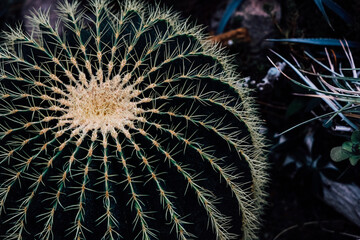 Unique spherical cactus thriving in a garden setting with vibrant details and textures