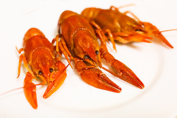 Freshly cooked crayfish on a white plate at a seafood restaurant