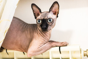 Curious sphynx cat peeking warms itself on the battery because it's cold at home