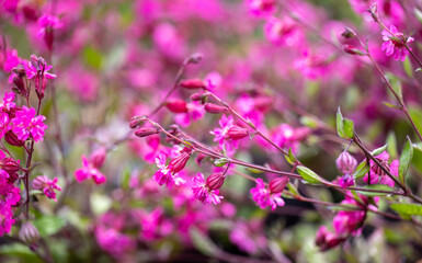 Close up of Pink Silene 'Sibella Carmine' Flowers