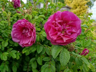 Fototapeta premium pink flowers in the garden