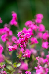 Close up of Pink Silene 'Sibella Carmine' Flowers
