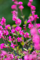 Close up of Pink Silene 'Sibella Carmine' Flowers