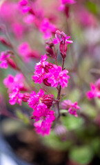 Close up of Pink Silene 'Sibella Carmine' Flowers