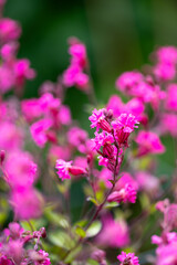 Close up of Pink Silene 'Sibella Carmine' Flowers