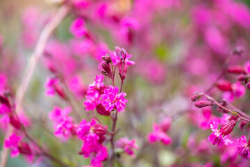 Close up of Pink Silene 'Sibella Carmine' Flowers