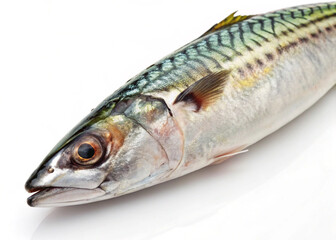 "High-resolution PNG image of a fresh mackerel fish, isolated on a clean white background, showing detailed scales and vibrant colors."
