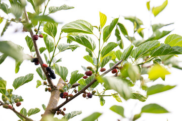 Close up of Ever-bearing Red Mulberry Shrub with Red and Black Berries
