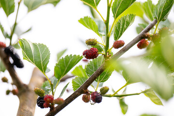 Close up of Ever-bearing Red Mulberry Shrub with Red and Black Berries