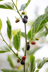 Close up of Ever-bearing Red Mulberry Shrub with Red and Black Berries