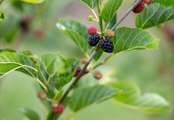 Close up of Ever-bearing Red Mulberry Shrub with Red and Black Berries