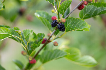 Close up of Ever-bearing Red Mulberry Shrub with Red and Black Berries