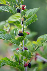 Close up of Ever-bearing Red Mulberry Shrub with Red and Black Berries