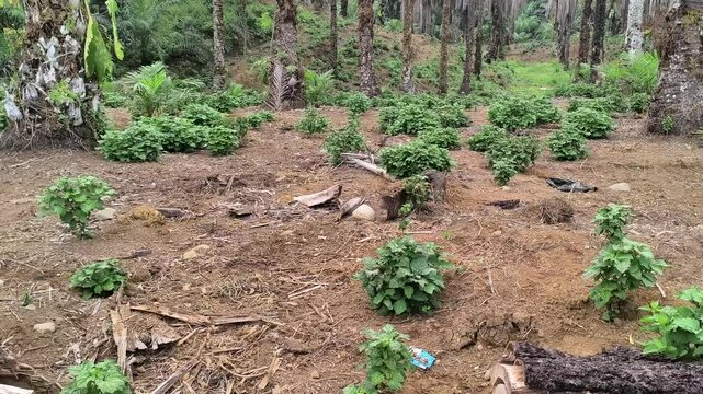 patchouli garden for perfume ingredients