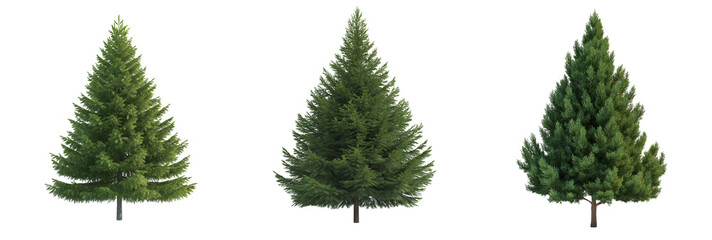 Fototapeta premium Groups of conifer trees isolated on transparent background