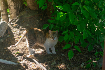 Ginger tabby cat with alert mood standing cautiously on forest ground beneath leafy brush