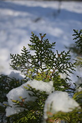Glittering Icicles Adorn Boxwood in Peaceful Winter Scene