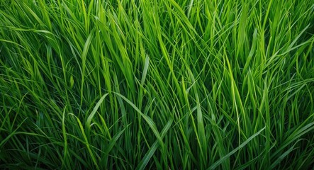 Vast green grass field with lush tall blades, close-up view of vibrant vegetation, natural landscape scene.