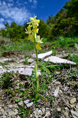 Armblütiges Knabenkraut // Sparse-flowered Orchid, Few-flowered Orchid (Orchis pauciflora) - Zagoria Naturpark, Albanien