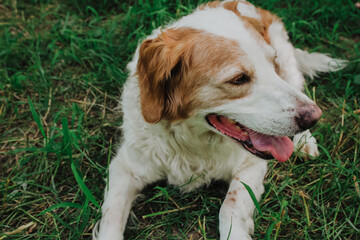 Contented white and tan mixed-breed dog lying on green grass panting with tongue out on a sunny day