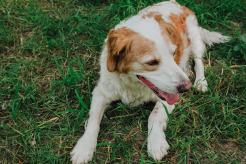 Close-up of relaxed white and tan mixed-breed dog lying on summer grass with tongue out and front...