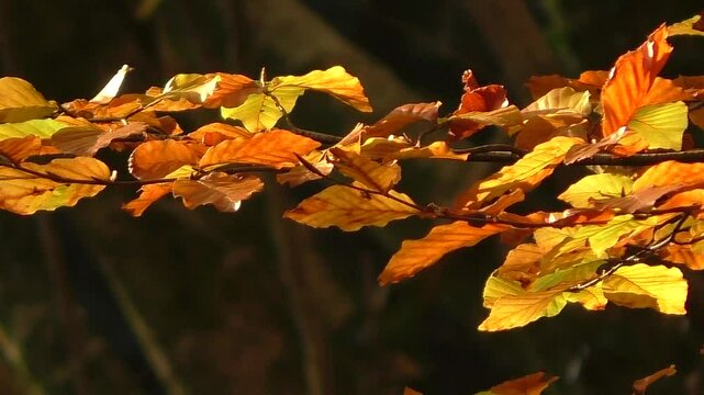 European Beech Leaves (Fagus sylvatica) on a Tree in Autumn
