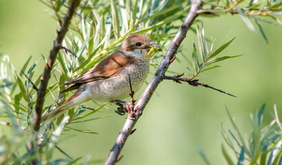 robin on a branch
