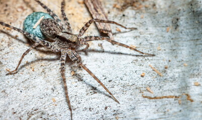 spider on a white background