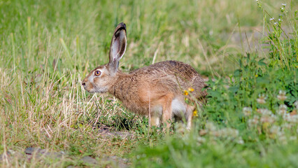 rabbit in the grass