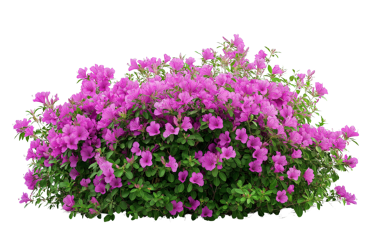 Bush of flowers isolated on transparent background