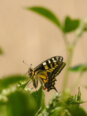 Rare Swallowtail Butterfly in Norfolk