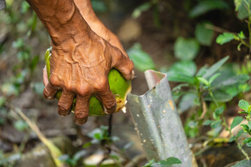 Close-up of male hands cutting green coconut with metal blade outdoors
