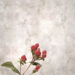 textured old paper background with red fruit of hypericum inodorum, tall tutsan