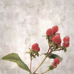 textured old paper background with red fruit of hypericum inodorum, tall tutsan