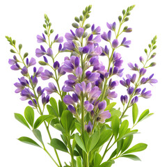 Baptisia Flower  isolated on transparent background