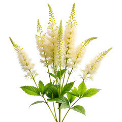 Cimicifuga Flower  isolated on transparent background