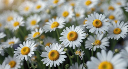 Fototapeta premium A field of daisies with white petals and yellow centers in full bloom.