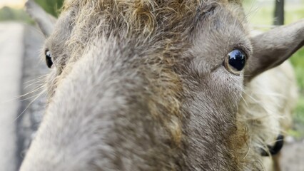 Curious male goat looking into camera and sniffing it outdoor. Cute friendly animal showing...